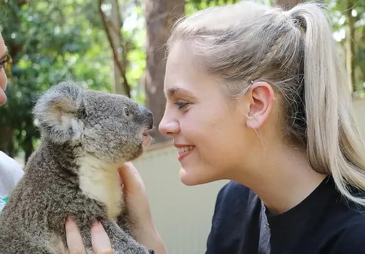 庫倫賓動物園無尾熊