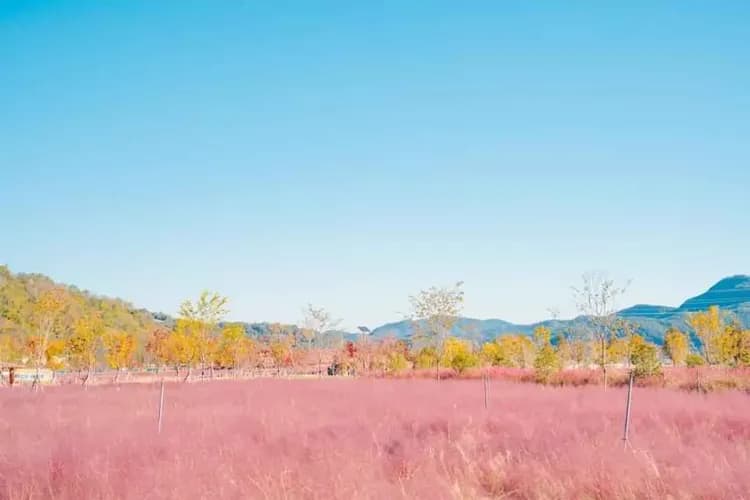 粉黛亂子草花海