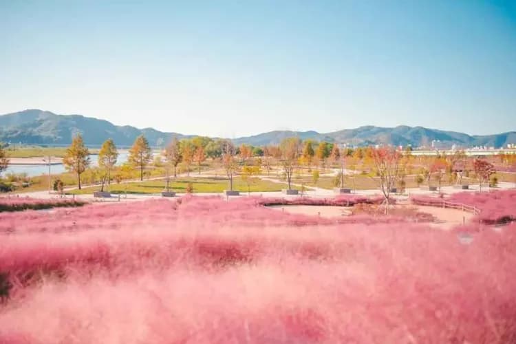 粉黛亂子草花海
