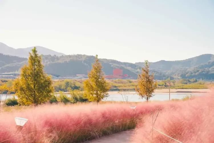 粉黛亂子草花海