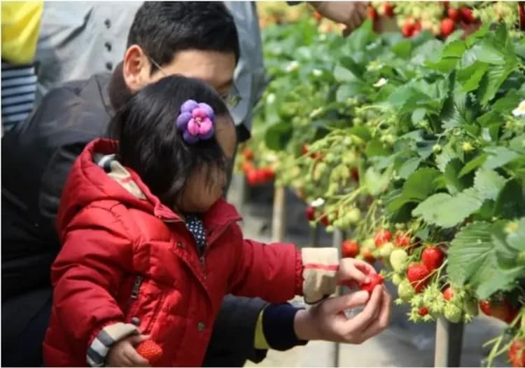 正宗韓式汗蒸幕