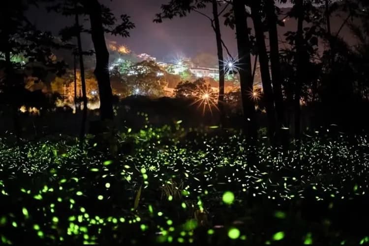 那羅小瑞士 × 螢火蟲秘境  遠眺那羅部落夜景如畫，猶如置身山林版小瑞士。春夏期間更可見農場螢火蟲點點飛舞，交織出夢幻光景。
