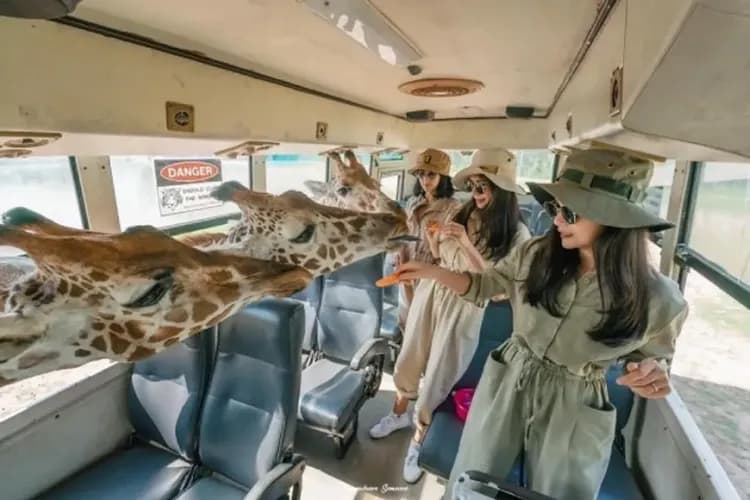 泰享北碧府～賽福瑞動物園、大象叢林遊蹤、安帕瓦螢火蟲、北碧帳篷酒店五日