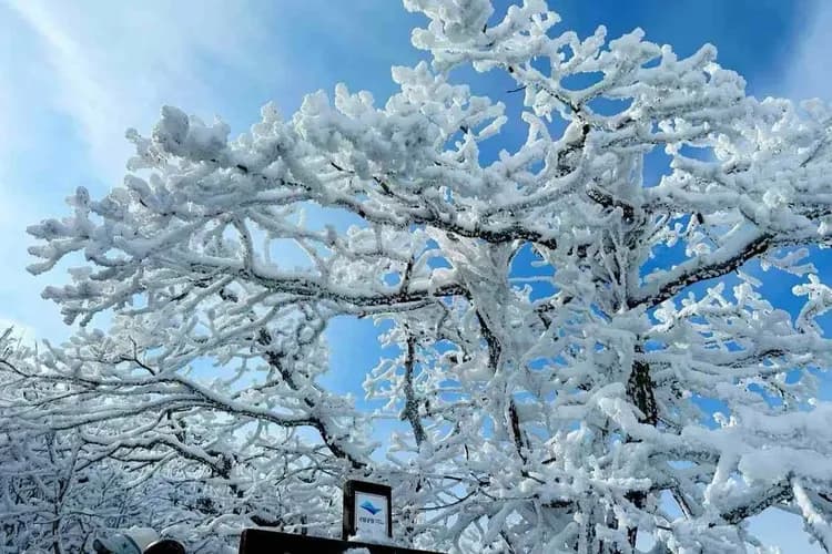 德裕山雪川峰景觀纜車(韓版藏王樹冰)