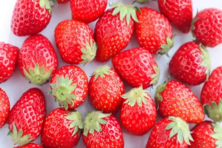 送：新鮮草莓(每人乙盒)