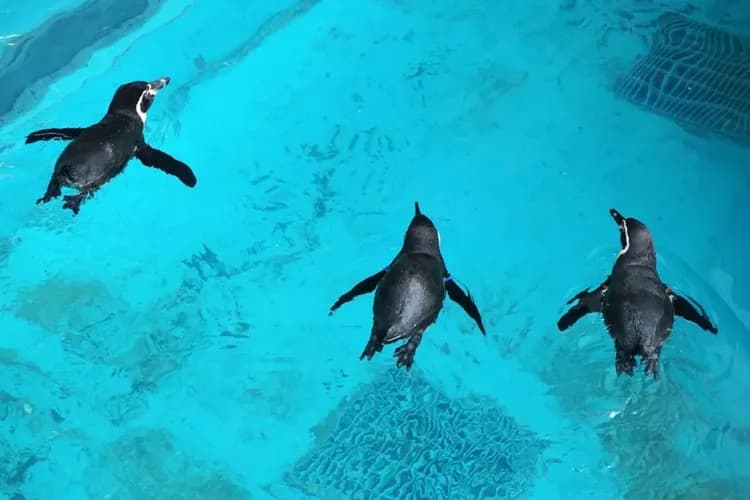 長崎企鵝水族館