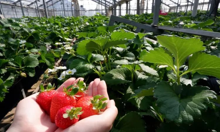 採草莓