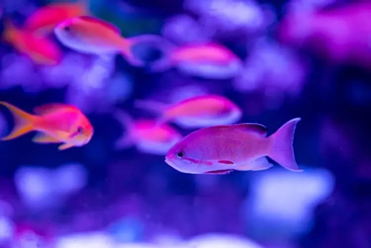 SEA LIFE Sydney Aquarium