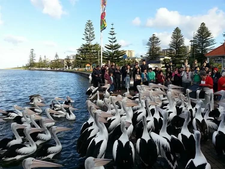 澳洲旅遊|賀歲扣五千|全程五星·墨爾本古董蒸汽火車·神仙小企鵝歸巢·雪梨悠遊藍山·黃金海岸擁抱無尾熊·東澳全覽9日-15