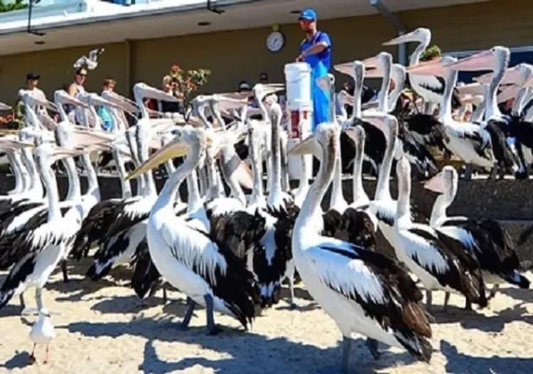 野生大嘴鳥餵食秀
