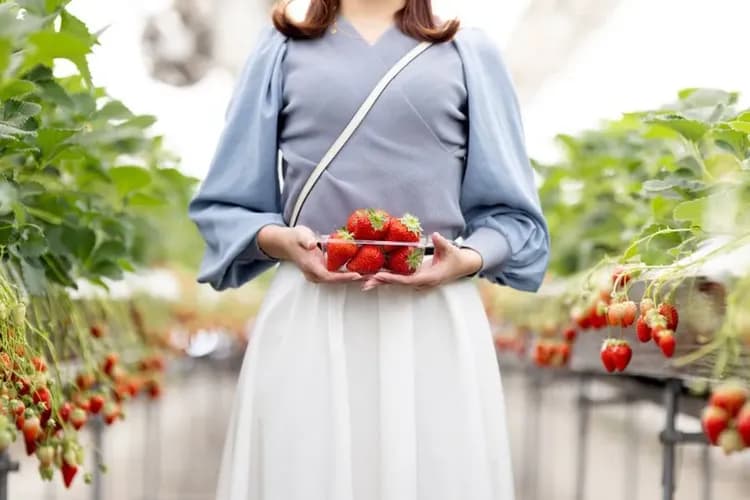 草莓採果樂(草莓吃到飽)