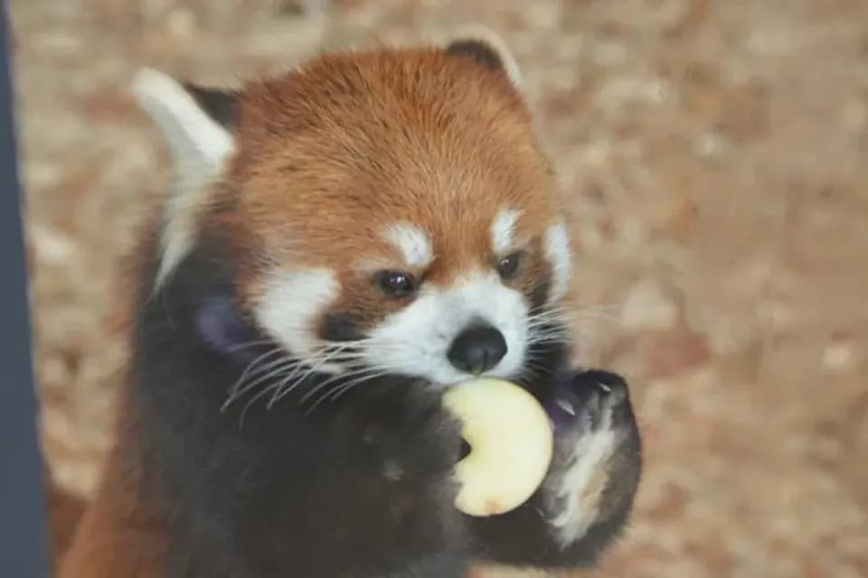 北海道跟團景點推薦,旭山動物園