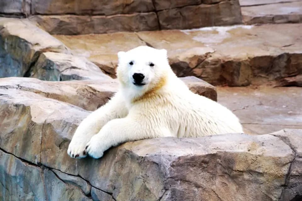 北海道跟團行程推薦,【北海道同樂會、早鳥減2000】白金青池點燈、札幌白色燈節、星野渡假村、三大蟹溫泉香五日