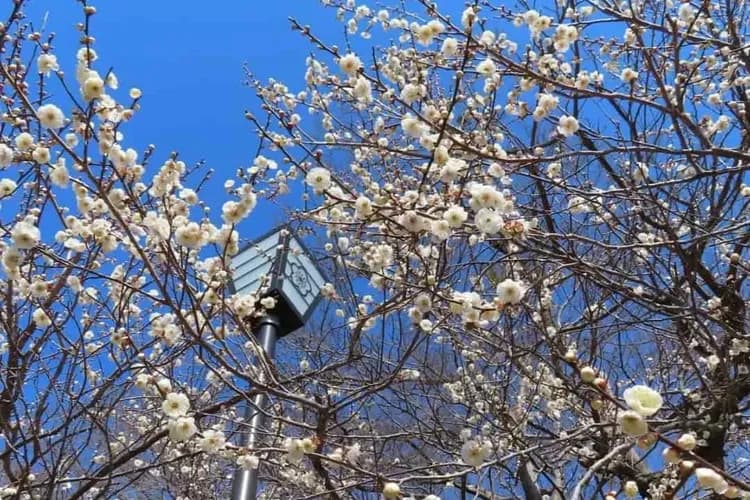 IG@gongon1963-熱海梅園梅花祭