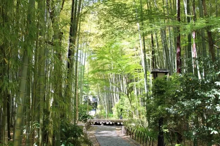 東京河津櫻花～熱海梅花祭、伊豆全景公園、御殿場OUTLET、三晚住宿溫泉五日-8