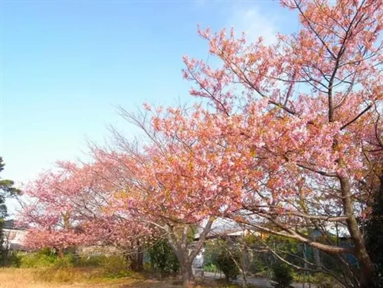 東京河津櫻花～熱海梅花祭、伊豆全景公園、御殿場OUTLET、三晚住宿溫泉五日