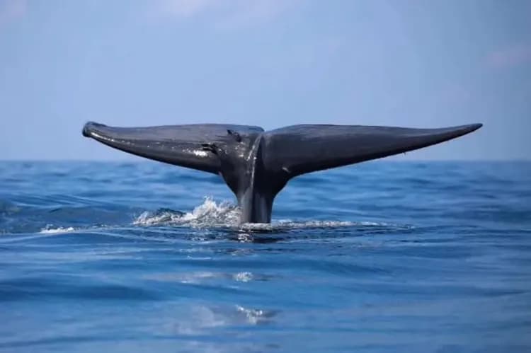 出海觀賞藍鯨
