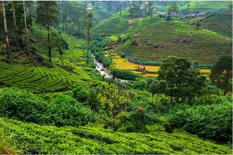 新春清艙斯里蘭卡～獅子岩丹布拉、出海觀賞藍鯨、歷史城市漫遊、七晚五星飯店10日-12