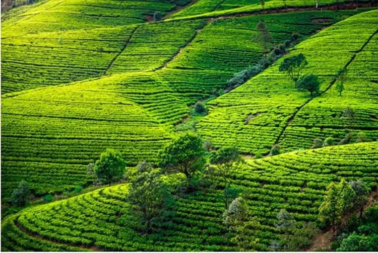 新春清艙斯里蘭卡～獅子岩丹布拉、出海觀賞藍鯨、歷史城市漫遊、七晚五星飯店10日-7