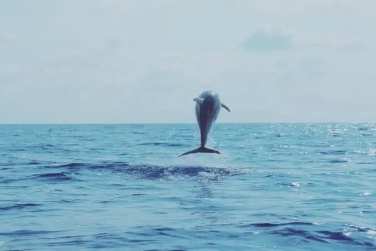 Blue Whale-出海觀賞藍鯨