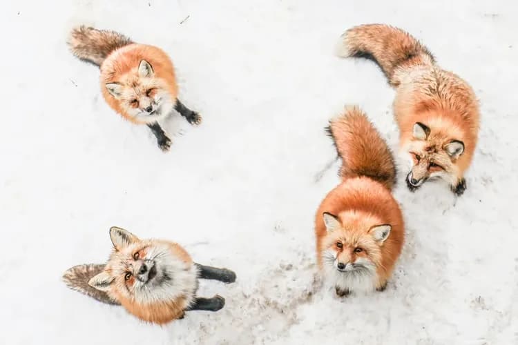 【山形藏王二日遊】銀山溫泉．藏王樹冰．狐狸村．鬼平江戶處｜東京出發-5