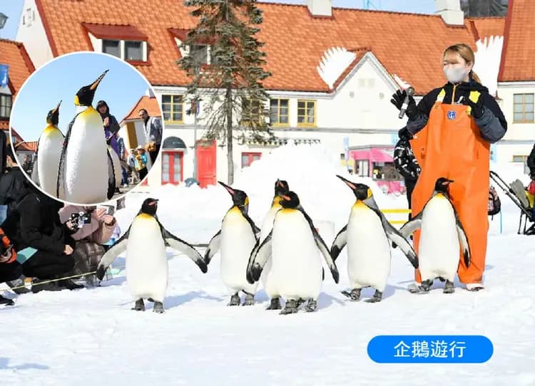 【冬季旅展】戀上北海道6日.層雲峽.美瑛秘境青池.雪中尼克斯企鵝.浪漫小樽雪燈.札幌不夜彩燈.加贈螃蟹吃到飽-5