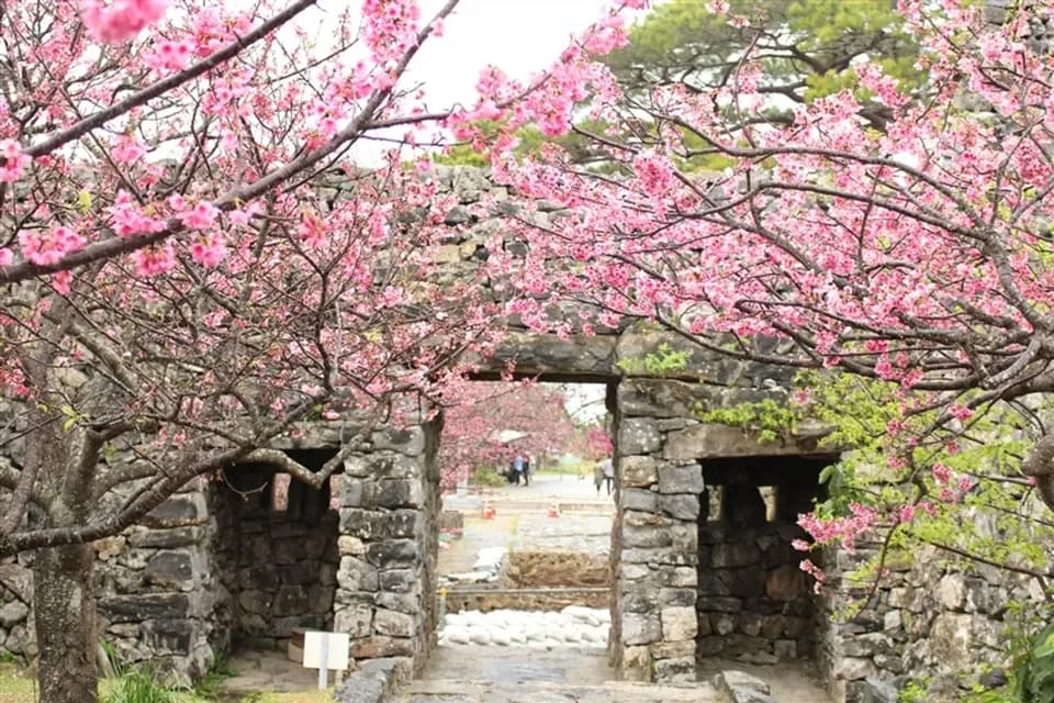 寒假出遊.沖繩旅遊|沖繩櫻花紛紛.美之海水族館.夜訪美國村燈祭四日|台中出發