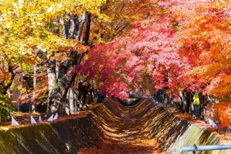 河口湖紅葉迴廊