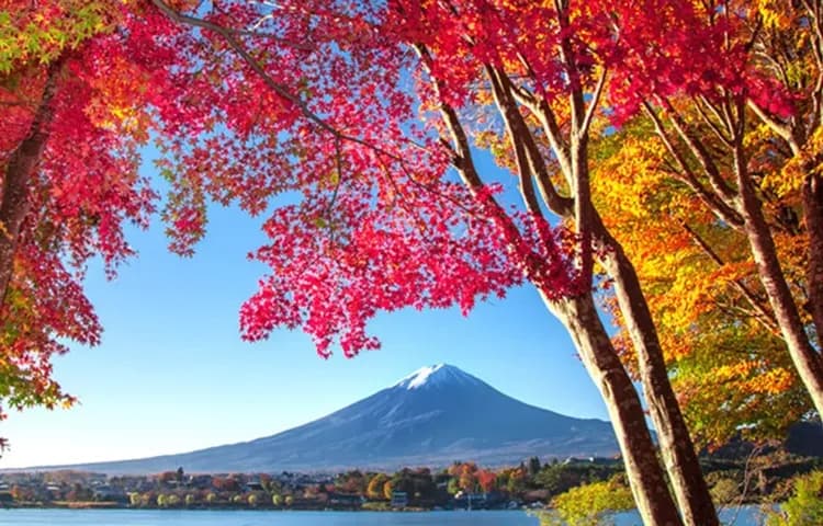 照片取自北河口湖觀光協會官網-河口湖紅葉迴廊