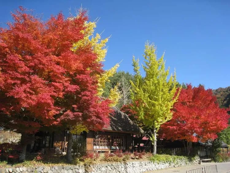 写真提供：西湖いやしの里根場-西湖合掌村