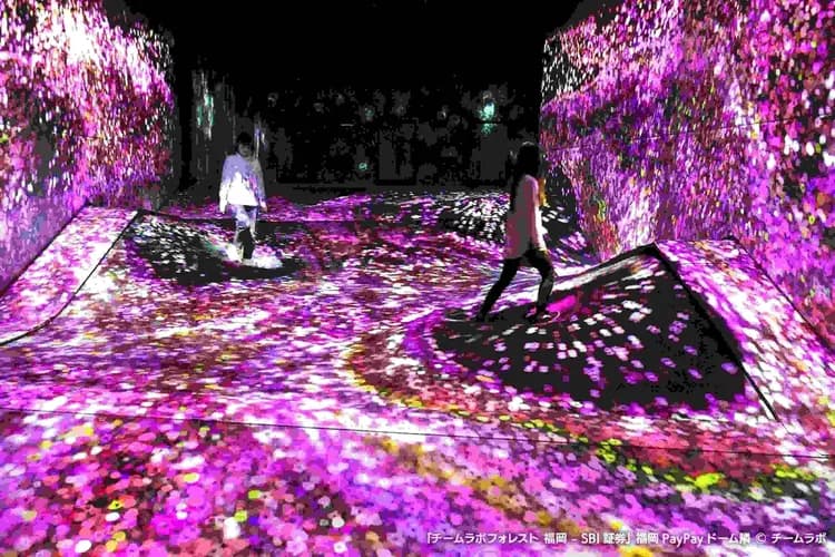 写真提供：チームラボ/禁止轉載-teamLab Forest Fukuoka 仲夏森林