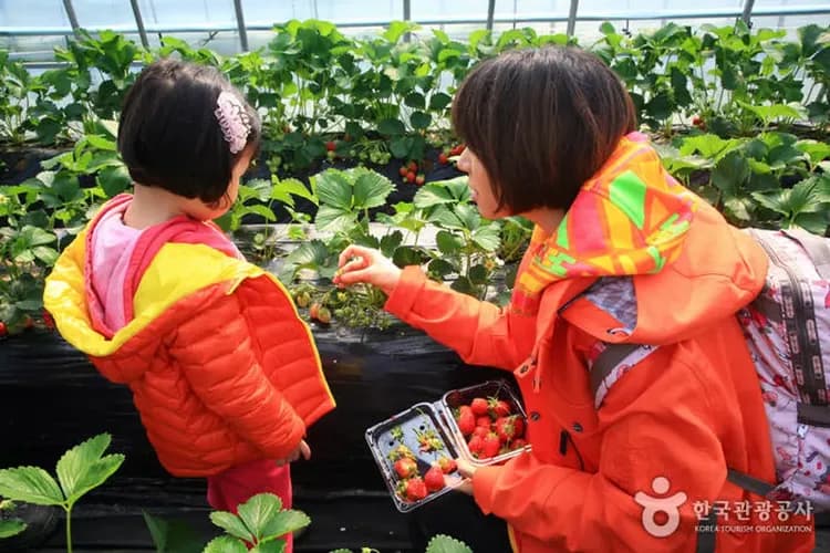 華川鱒魚大玩家～滑雪採草莓、釣鱒滑雪橇、汗蒸幕蔘雞湯、兩晚五星飯店五日