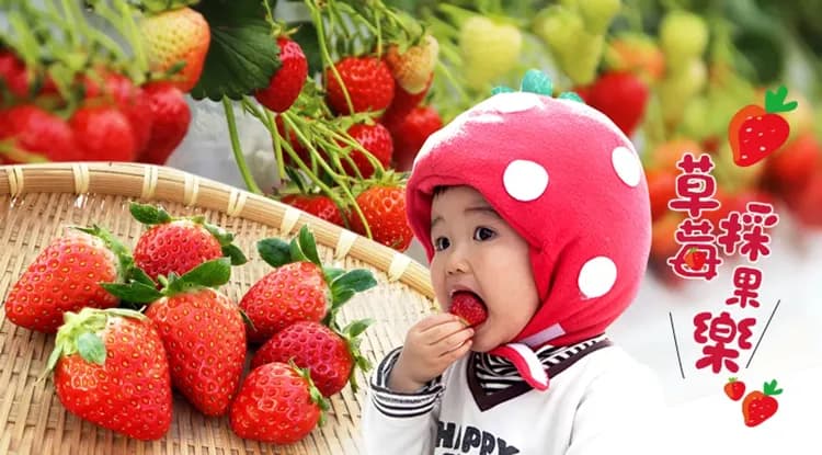 春節賀歲折$3000｜關西親子主題.六甲山戲雪.海遊館摩天輪.鮮採草莓.環球影城.好運達摩勝尾寺五日｜台中出發-10