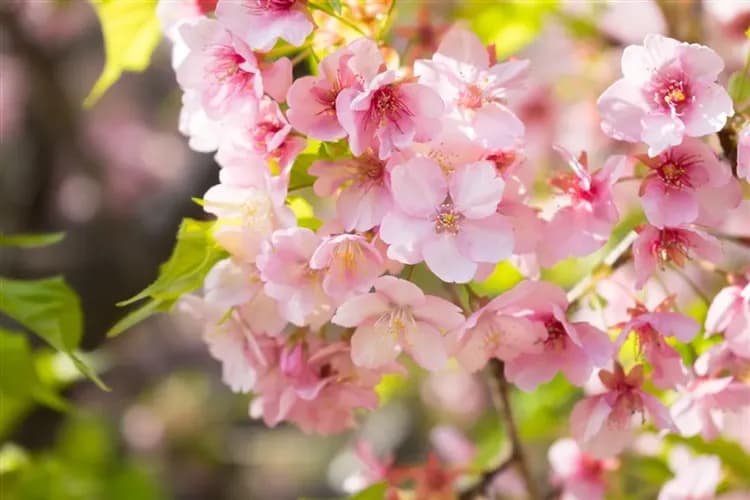 過年折3,000|賀歲五星東京|箱根富士屋x台場希爾頓.伊豆舞子號x伊豆纜車.箱根遊船.關東河津櫻美食雙湯五日-6