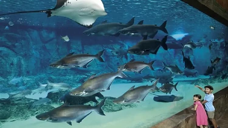 賀歲折3,000｜小孩不佔折一萬｜新馬旅遊｜環球影城.河川生態園.樂高樂園.樂高海洋館五日-7