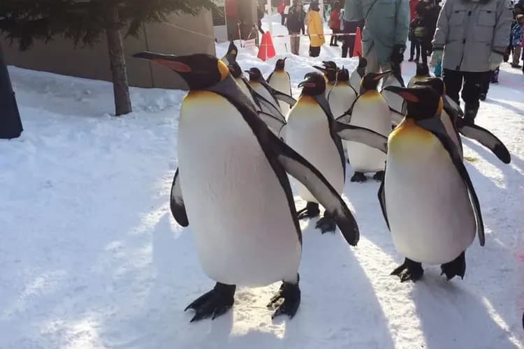 北海道跟團行程推薦,北海道不思議~旭山動物園、小樽運河旅情、三大蟹摩天輪、兩晚星野渡假村五日