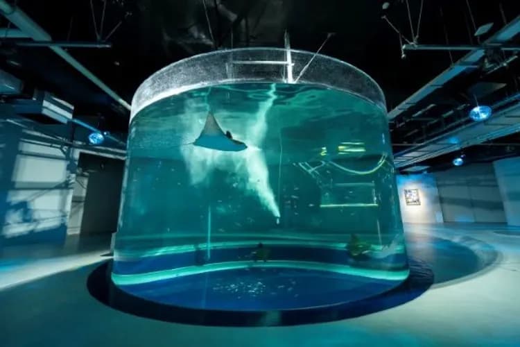 🄫átoa與AQUARIUM×ART提供-神戶藝術水族館