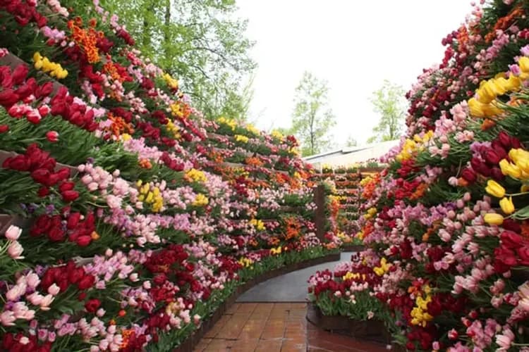 鬱金香四季彩館