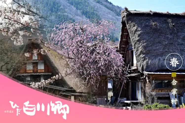 白川鄉合掌村－世界遺產（文化遺產）