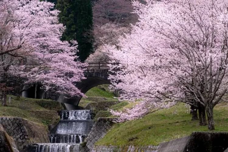 霞間溪－日本櫻名所100選