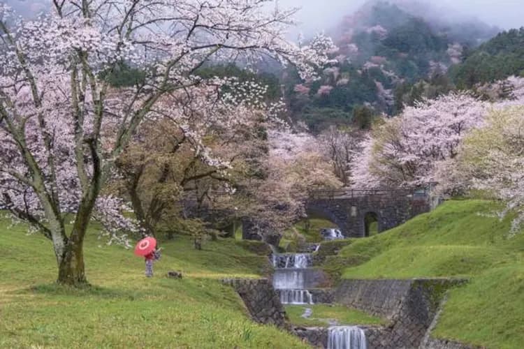 霞間溪－日本櫻名所100選