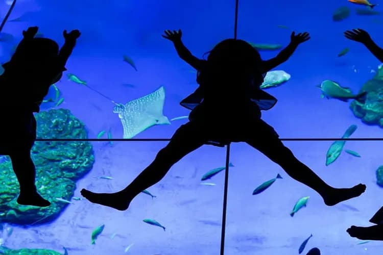 照片來源：DMM KARIYUSHI水族館官網-DMM KARIYUSHI水族館