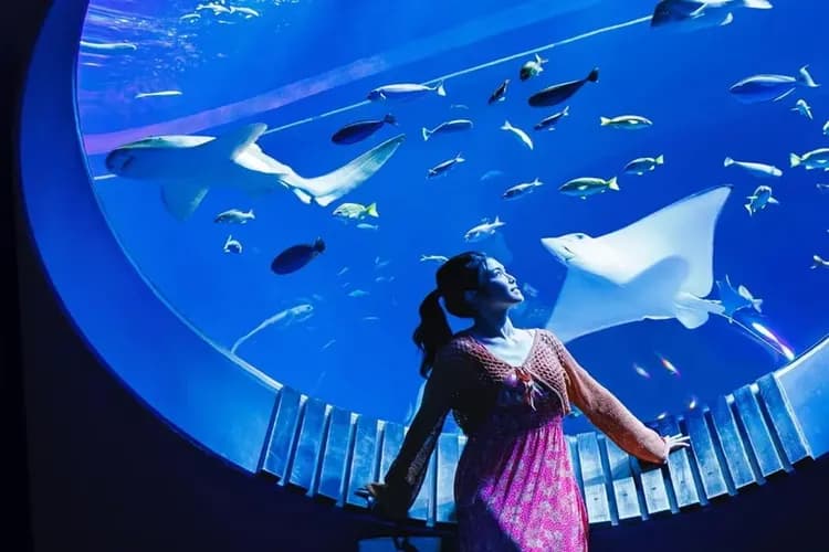 照片來源：DMM KARIYUSHI水族館官網-DMM KARIYUSHI水族館