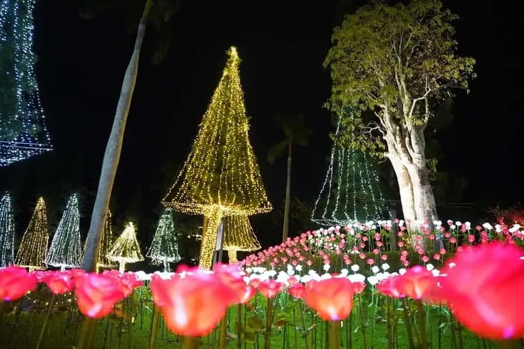 照片來源：東南植物樂園-東南植物樂園(夜間彩燈)