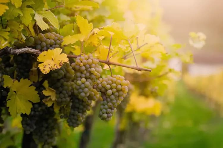 美奈(白沙灘吉普車+RD葡萄酒城堡)