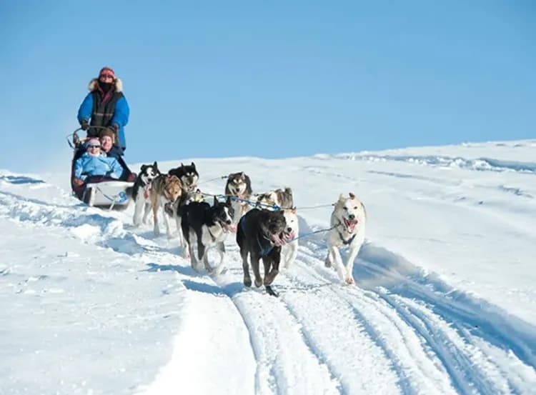 雪地狗拉雪橇-狗拉雪橇體驗