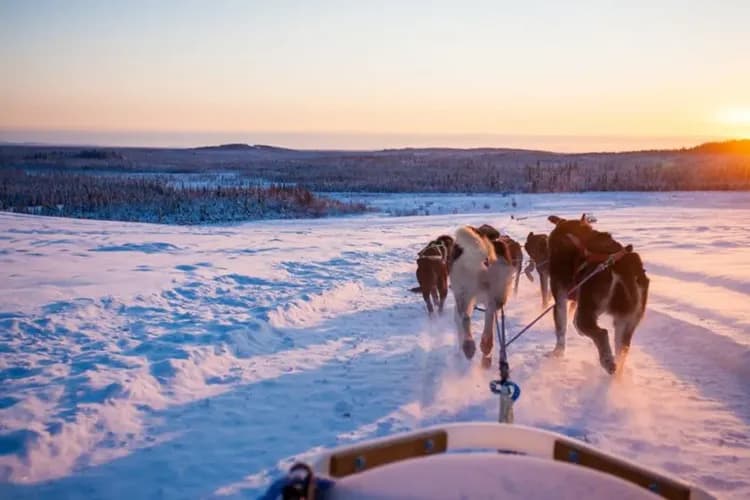 雪地狗拉雪橇-狗拉雪橇體驗