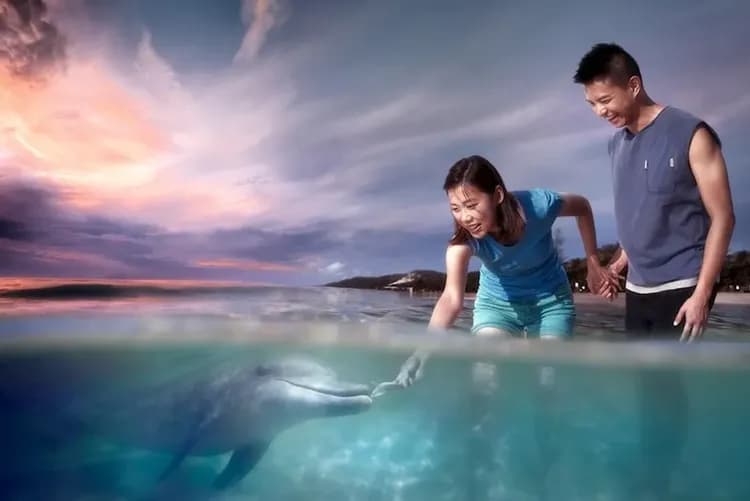 莫瑞頓海豚島(四輪傳動車、驚奇滑沙、餵海豚)