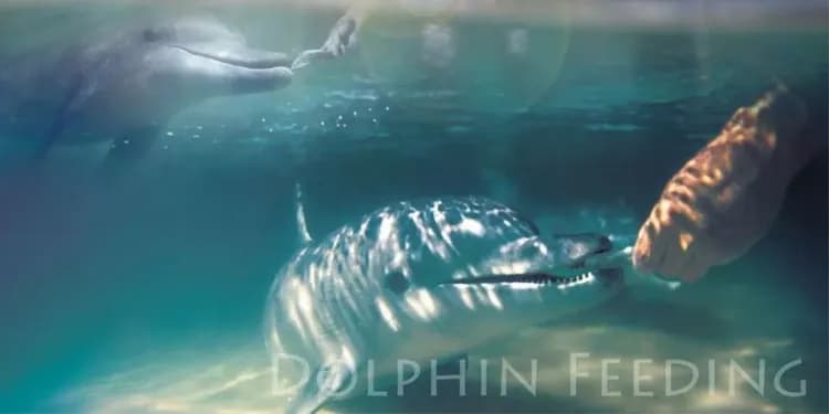 莫瑞頓海豚島(四輪傳動車、驚奇滑沙、餵海豚)