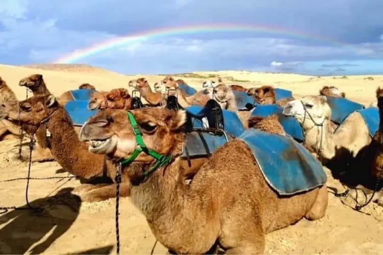 史帝芬港生態旅行(騎駱駝+驚奇滑沙)